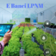 Understanding e-Banci LPNM: A Portal for the Malaysian Pineapple Industry